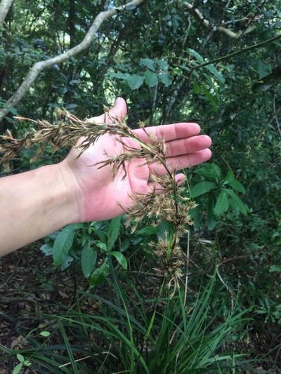 Carex morii, photographed by 呂一起(Lyu yi-chi)