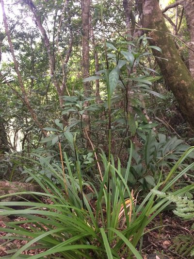 Carex morii, photographed by 呂一起(Lyu yi-chi)