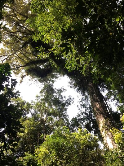Quercus gilva, photographed by 呂一起(Lyu yi-chi)