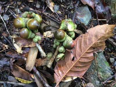 Lithocarpus kawakamii, photographed by 呂一起(Lyu yi-chi)