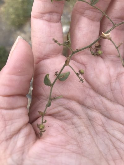 Andrachne microphylla, photographed by Sula Vanderplank