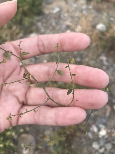 Andrachne microphylla, photographed by Sula Vanderplank