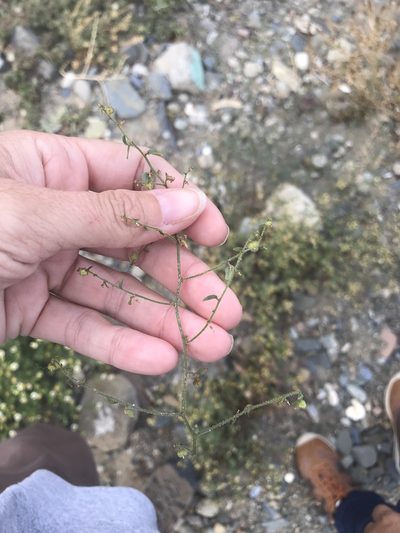 Andrachne microphylla, photographed by Sula Vanderplank