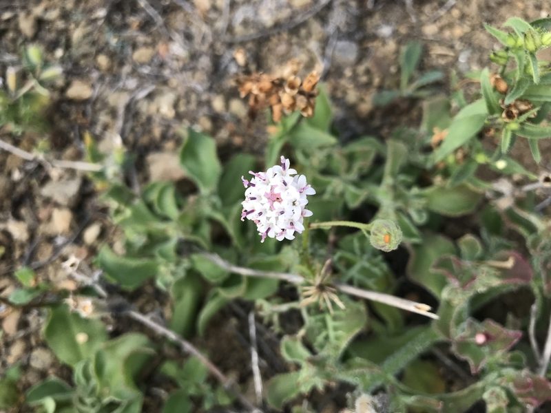 Chaenactis lacera, photographed by Sula Vanderplank