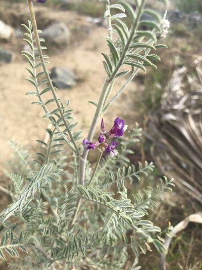 Astragalus magdalenae, photographed by Sula Vanderplank