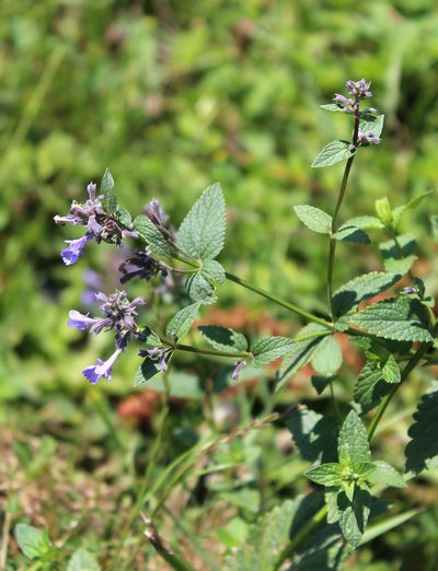 Nepeta grandiflora, photographed by Dmitriy Bochkov