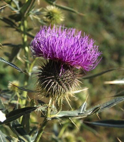 Cirsium ciliatum, photographed by Dmitriy Bochkov