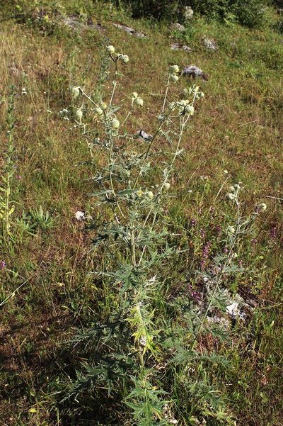 Cirsium chlorocomos, photographed by Dmitriy Bochkov