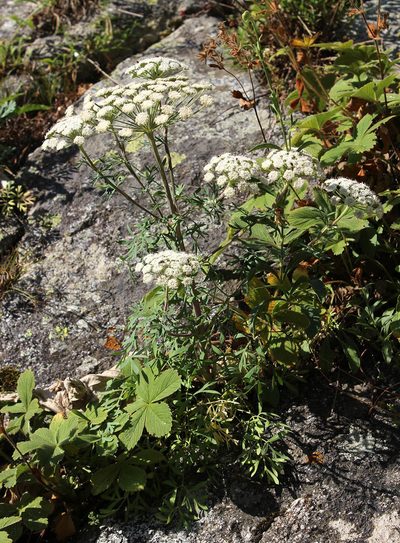 Seseli petraeum, photographed by Dmitriy Bochkov