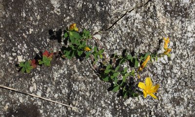 Hypericum nummularioides, photographed by Dmitriy Bochkov