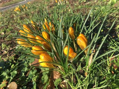 Crocus chrysanthus, photographed by Kai Löhr
