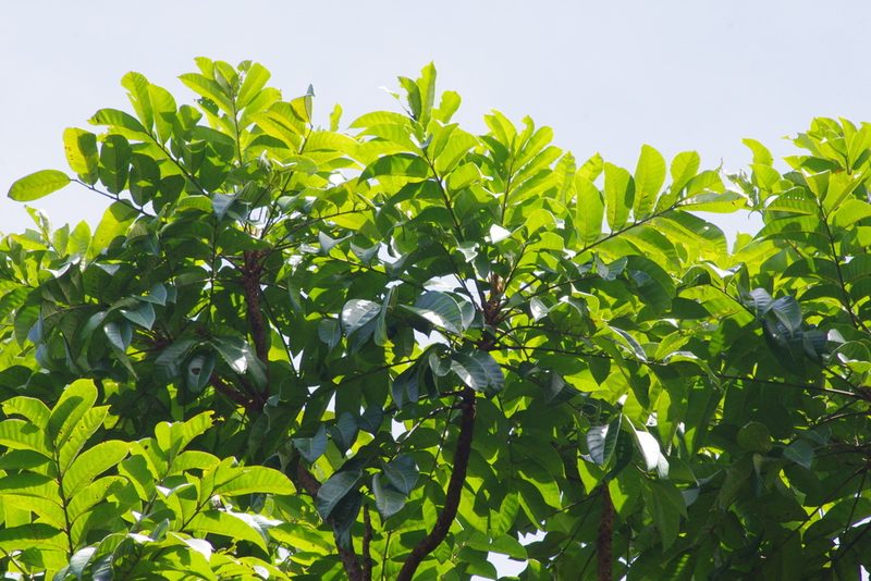 Dracontomelon dao, photographed by coenobita