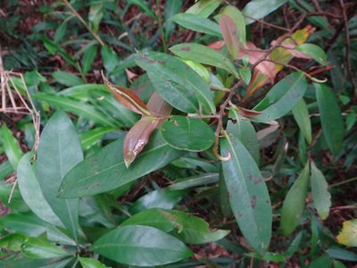 Adinandra formosana, photographed by 呂一起(Lyu yi-chi)