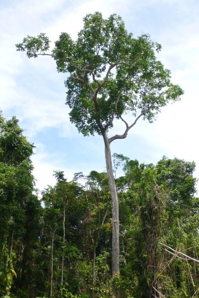 Dracontomelon dao, photographed by coenobita