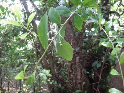 Scolopia oldhamii, photographed by 呂一起(Lyu yi-chi)