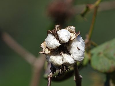 Gossypium herbaceum, photographed by 葉子