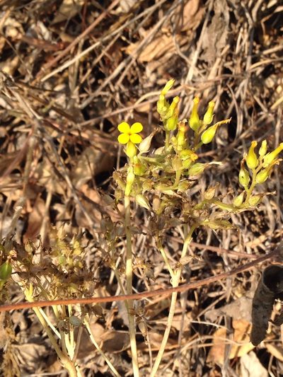 Kalanchoe crenata, photographed by Matt Schultz