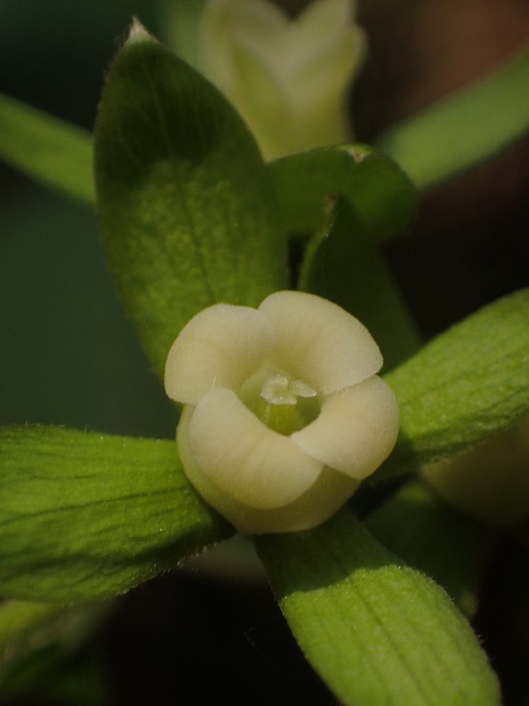Diospyros rhombifolia, photographed by 葉子