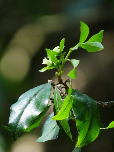 Diospyros rhombifolia, photographed by 葉子
