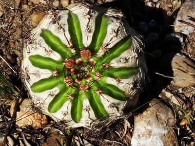 Parodia ottonis, photographed by Gonzalo Roget