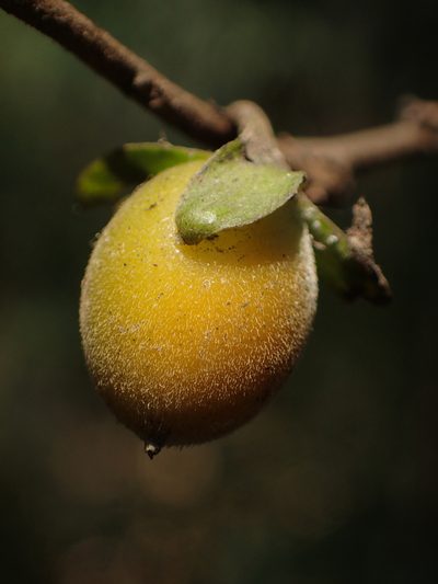 Diospyros rhombifolia, photographed by 葉子