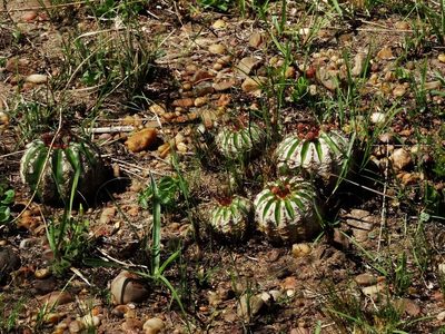 Parodia ottonis, photographed by Gonzalo Roget