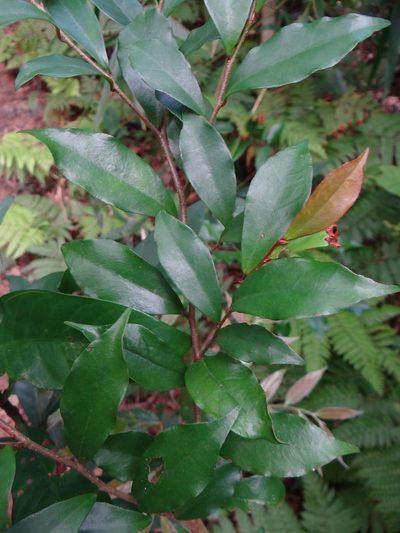 Antidesma japonicum, photographed by 呂一起(Lyu yi-chi)