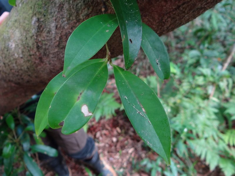 Ilex cochinchinensis, photographed by 呂一起(Lyu yi-chi)