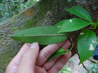 Ilex cochinchinensis, photographed by 呂一起(Lyu yi-chi)