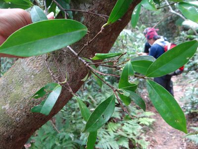 Ilex cochinchinensis, photographed by 呂一起(Lyu yi-chi)