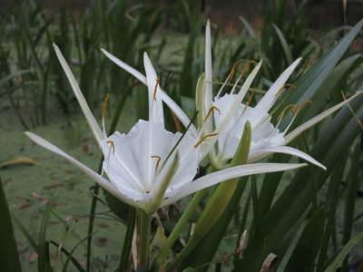 Hymenocallis rotata, photographed by Evan M. Raskin