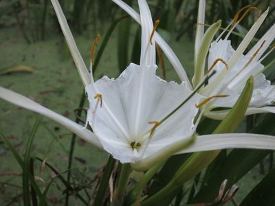 Hymenocallis rotata, photographed by Evan M. Raskin