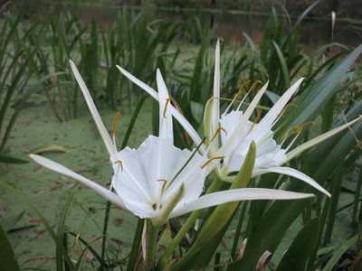 Hymenocallis rotata, photographed by Evan M. Raskin