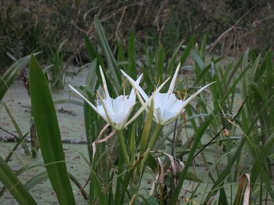 Hymenocallis rotata, photographed by Evan M. Raskin