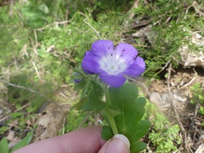 Phacelia patuliflora, photographed by Morgan Hay