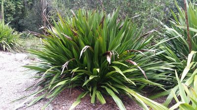 Doryanthes excelsa, photographed by Richard Dimon