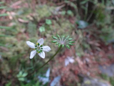 Coptis quinquefolia, photographed by 呂一起(Lyu yi-chi)