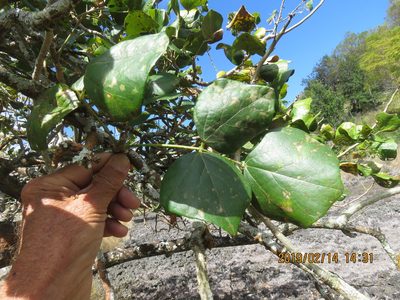 Erythrina sandwicensis, photographed by Steve Wells