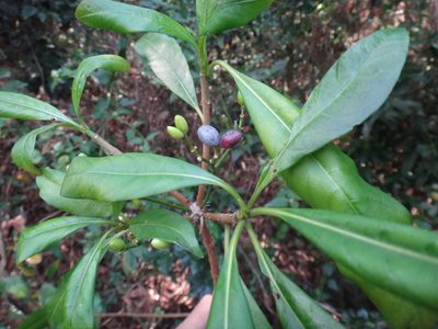 Rauvolfia verticillata, photographed by 呂一起(Lyu yi-chi)