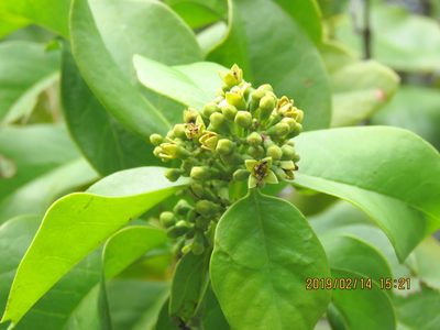 Santalum paniculatum, photographed by Steve Wells