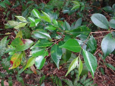 Decaspermum gracilentum, photographed by 呂一起(Lyu yi-chi)