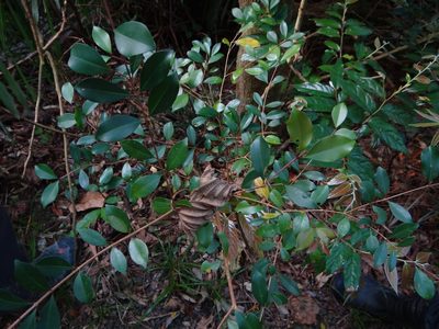 Syzygium formosanum, photographed by 呂一起(Lyu yi-chi)