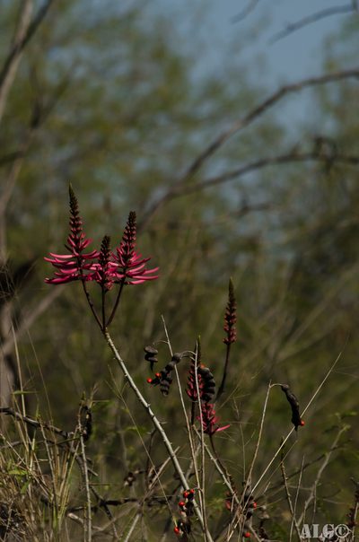 Erythrina nigrorosea, photographed by Alfonso Gonzalez
