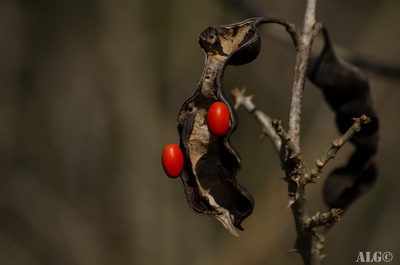 Erythrina nigrorosea, photographed by Alfonso Gonzalez