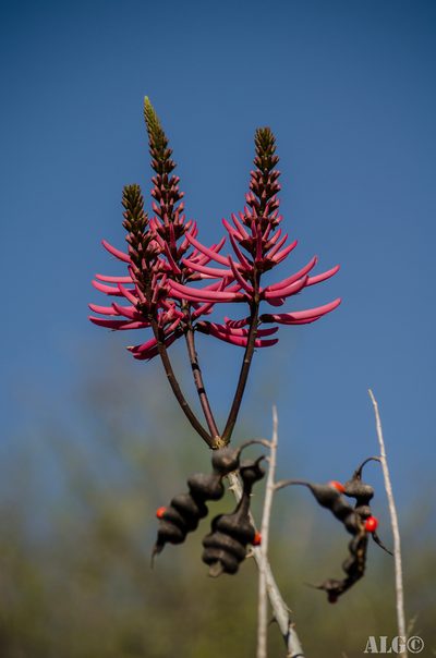 Erythrina nigrorosea, photographed by Alfonso Gonzalez