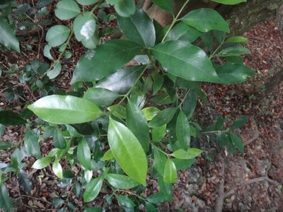 Diplospora dubia, photographed by 呂一起(Lyu yi-chi)