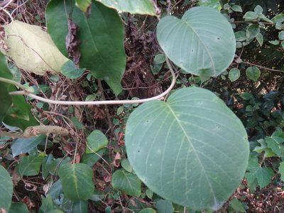 Argyreia formosana, photographed by 呂一起(Lyu yi-chi)