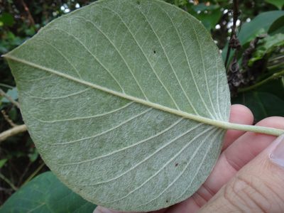 Argyreia formosana, photographed by 呂一起(Lyu yi-chi)
