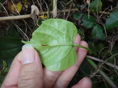 Cissus repens, photographed by 呂一起(Lyu yi-chi)