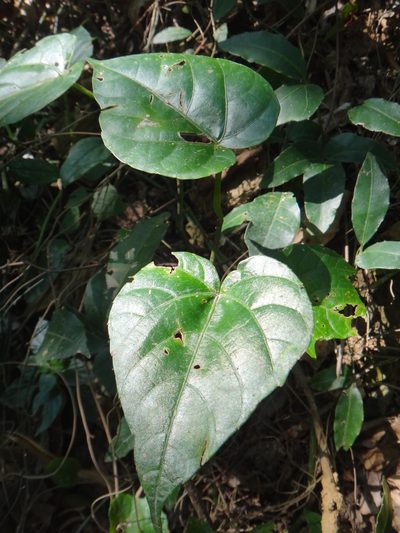 Cissus repens, photographed by 呂一起(Lyu yi-chi)
